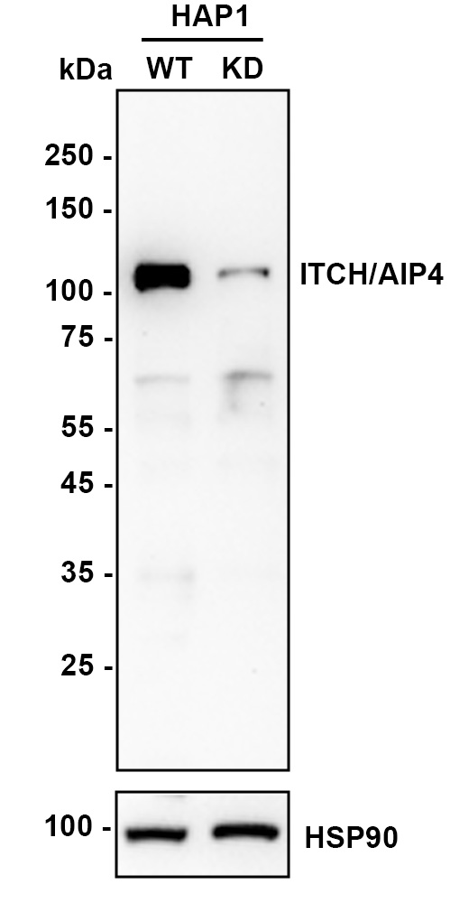 HA722530_2.jpg
