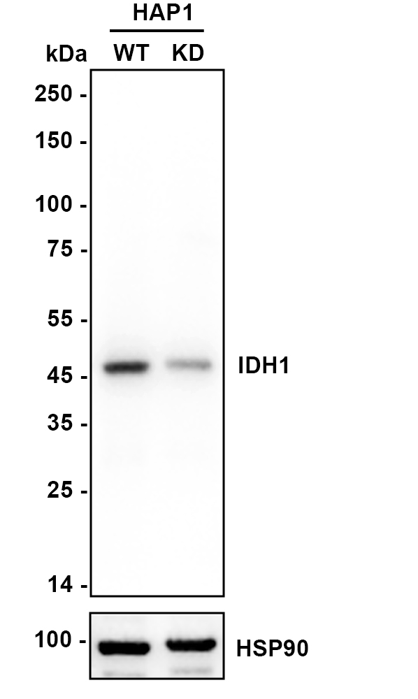 HA722696_2.jpg