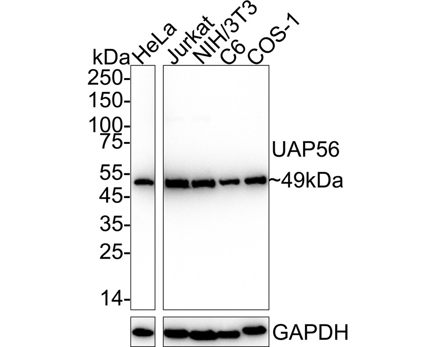 HA722726_1.jpg