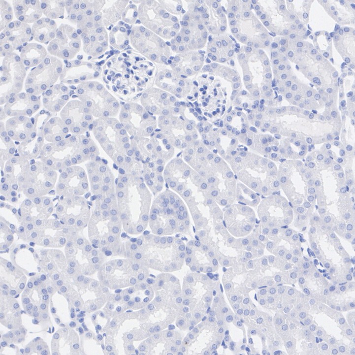 HA722781_7.jpg