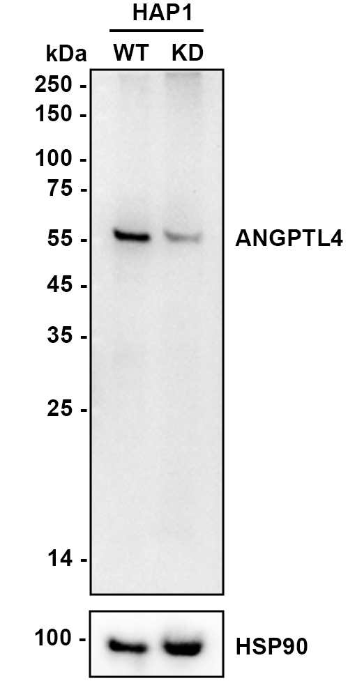 HA722823_2.jpg