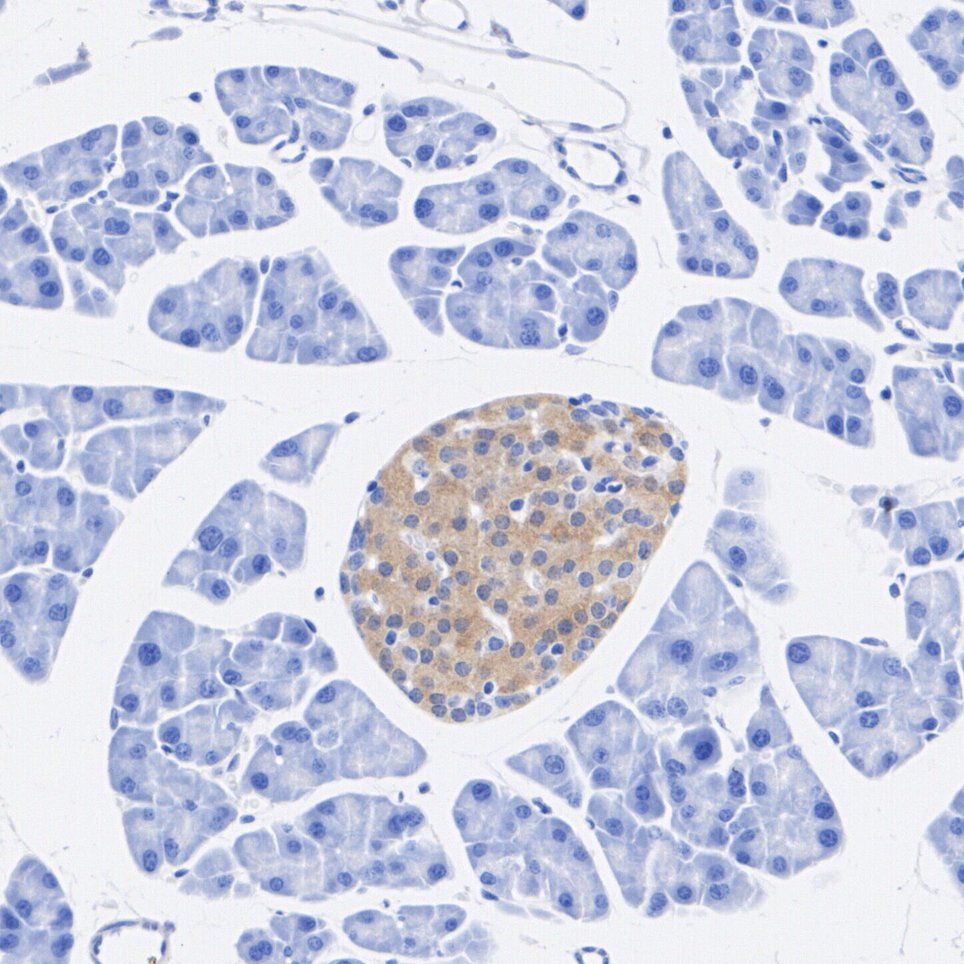HA722937_3.jpg
