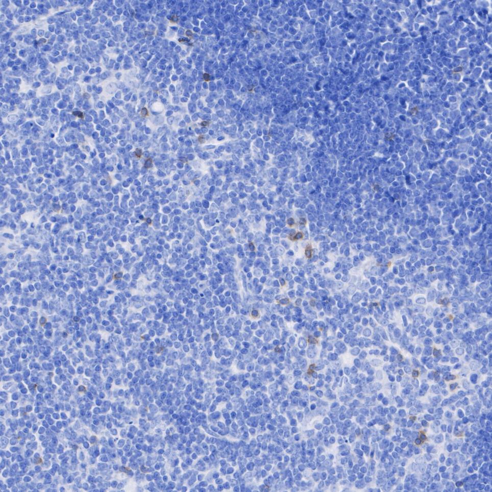 HA722993_2.jpg