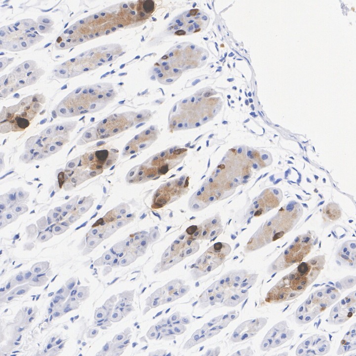 HA723029_4.jpg