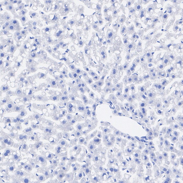 HA723029_5.jpg