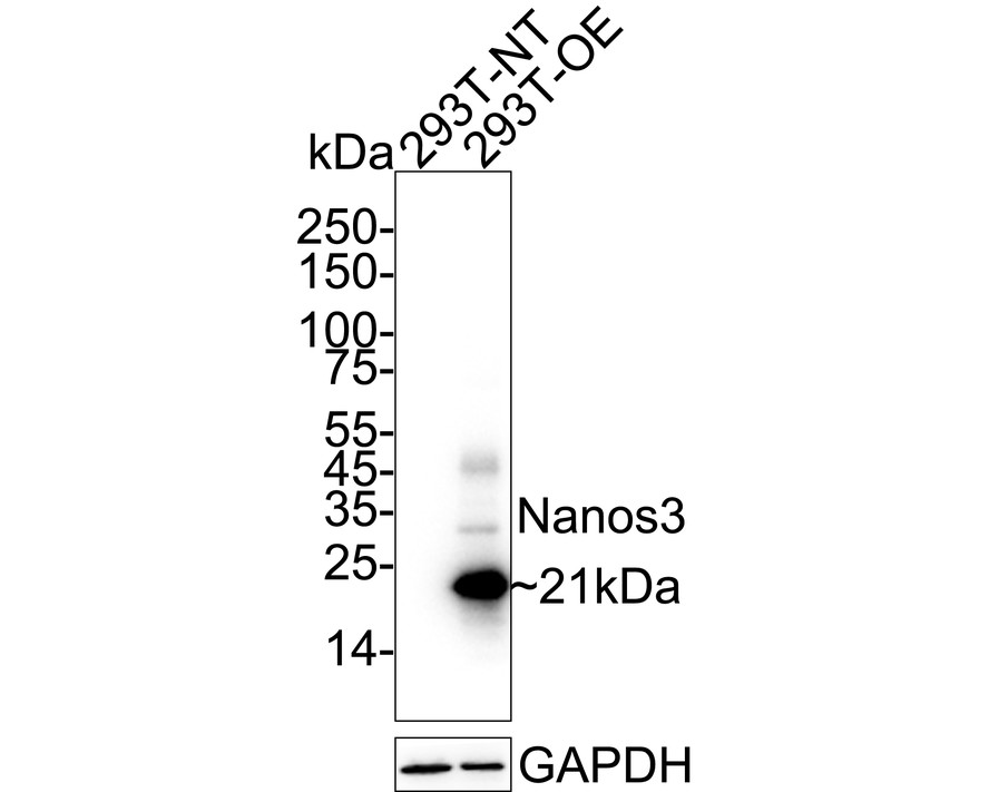 HA723130_1.jpg