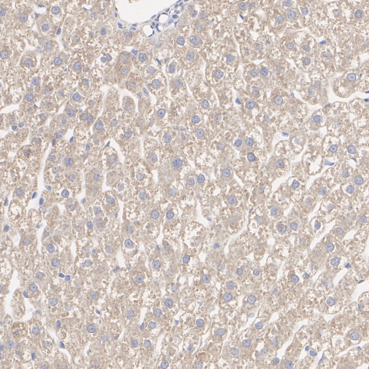 HA723134_6.jpg