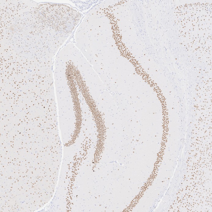 HA723136_4.jpg