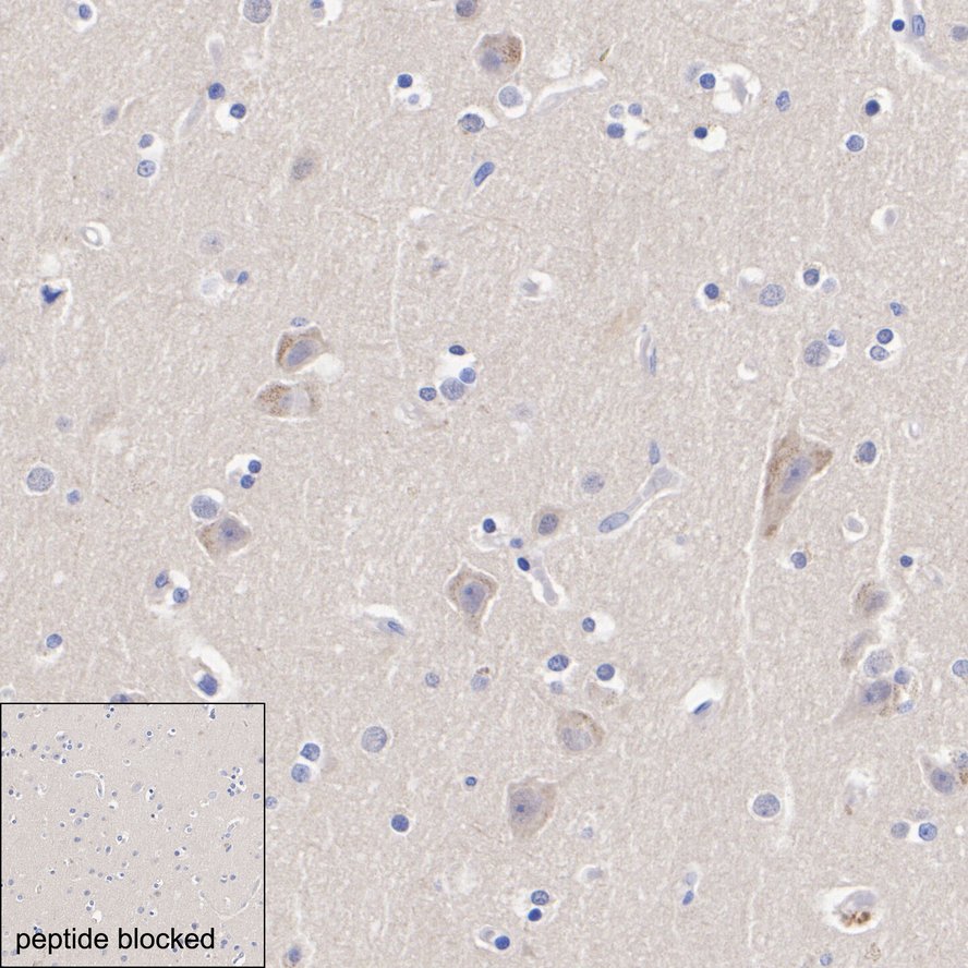 HA723221_5.jpg