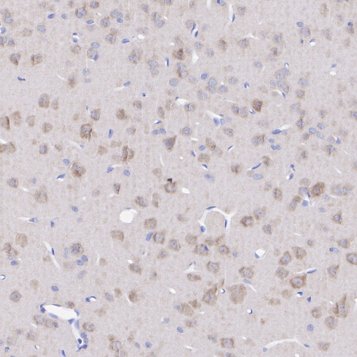 HA723303_5.jpg