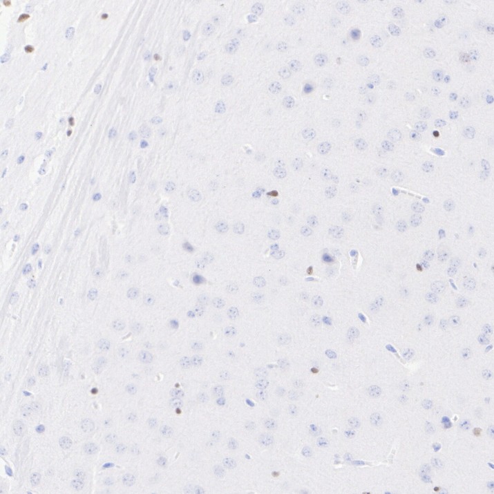 HA723502_4.jpg