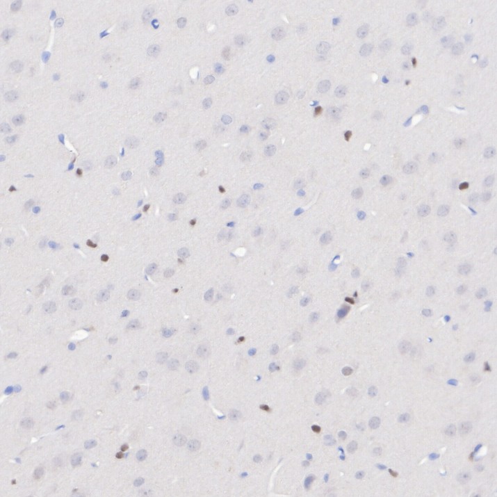 HA723502_7.jpg