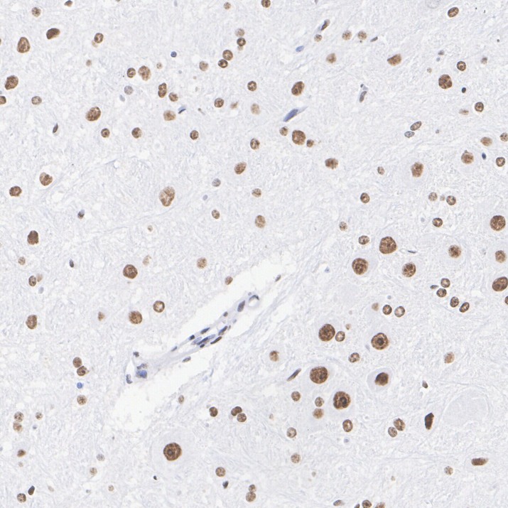 HA723587_4.jpg
