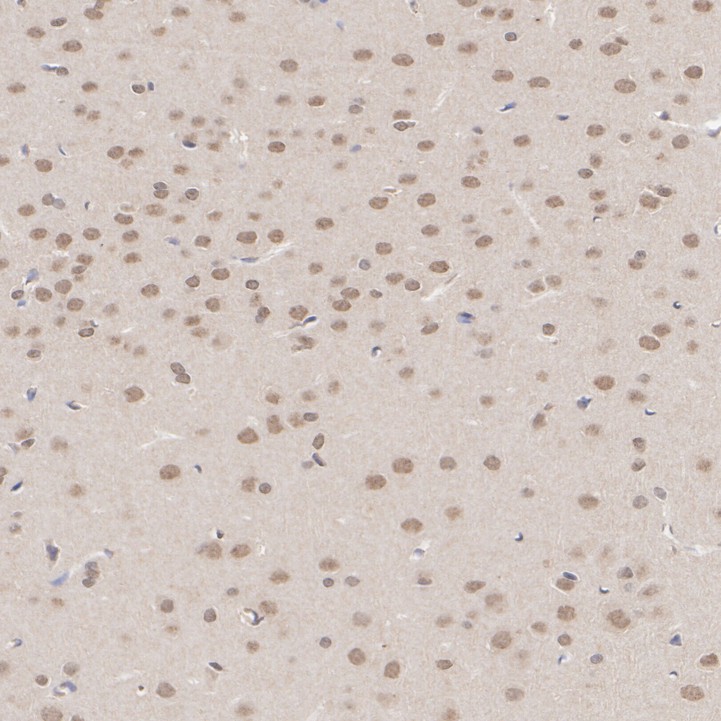 HA723631_7.jpg