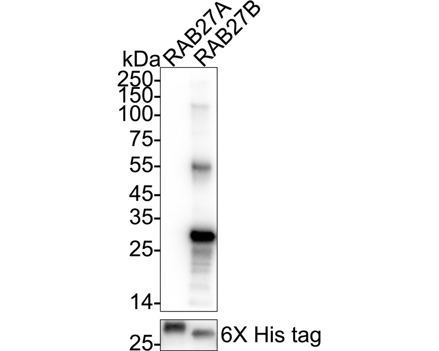 HA723666_5.jpg