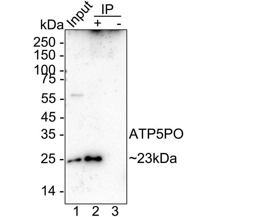 HA723704_13.jpg