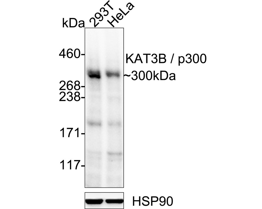 HA723736_1.jpg