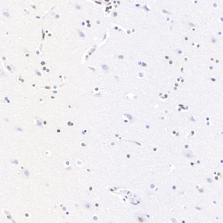 HA723754_5.jpg