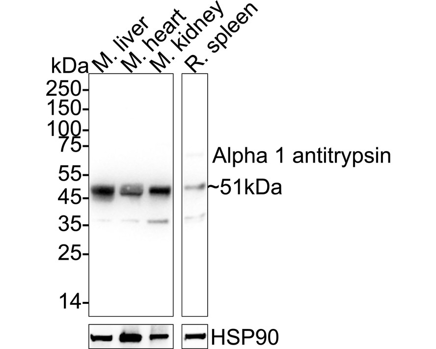 HA723819_1.jpg