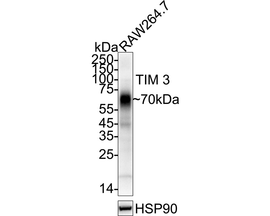 HA723854_2.jpg