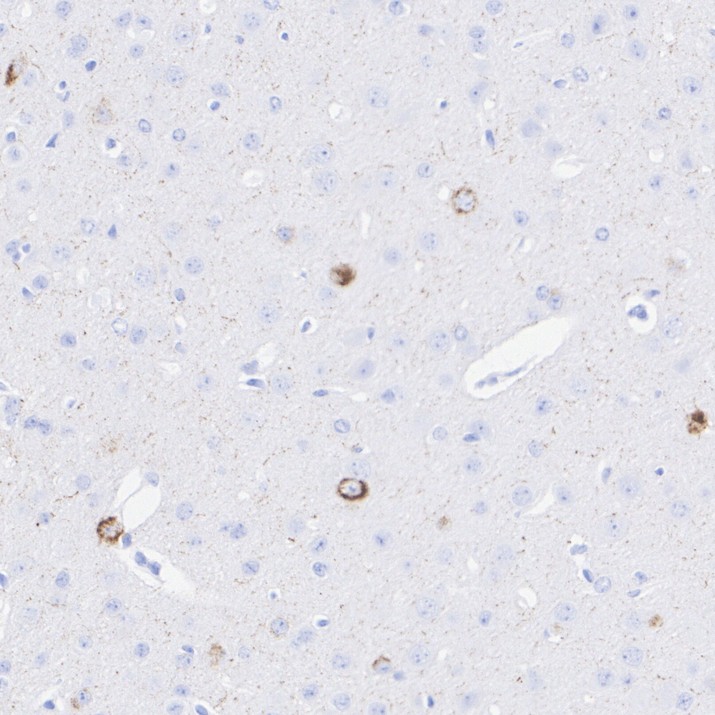 HA723856_4.jpg