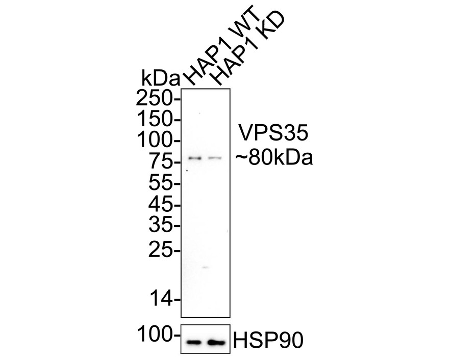 HA723858_2.jpg