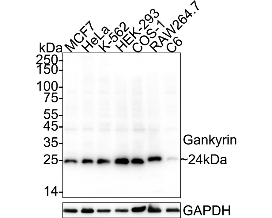 HA723949_1.jpg