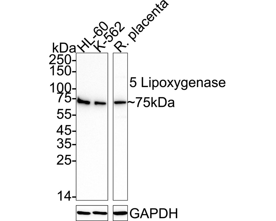 HA723968_1.jpg