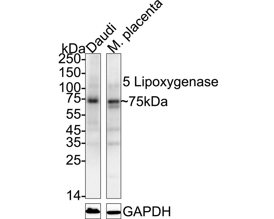 HA723968_2.jpg