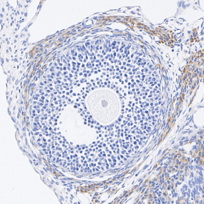 HA723971_5.jpg