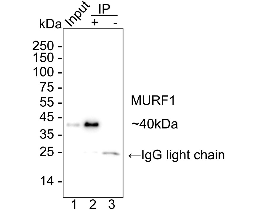 HA723973_4.jpg