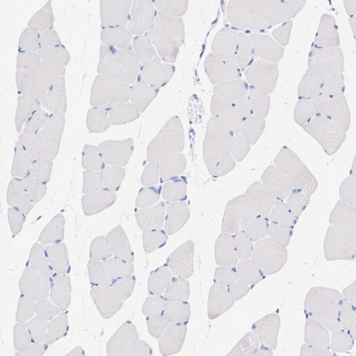 HA723975_4.jpg
