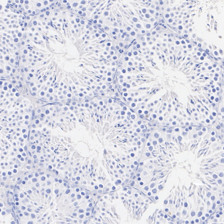 HA723975_5.jpg