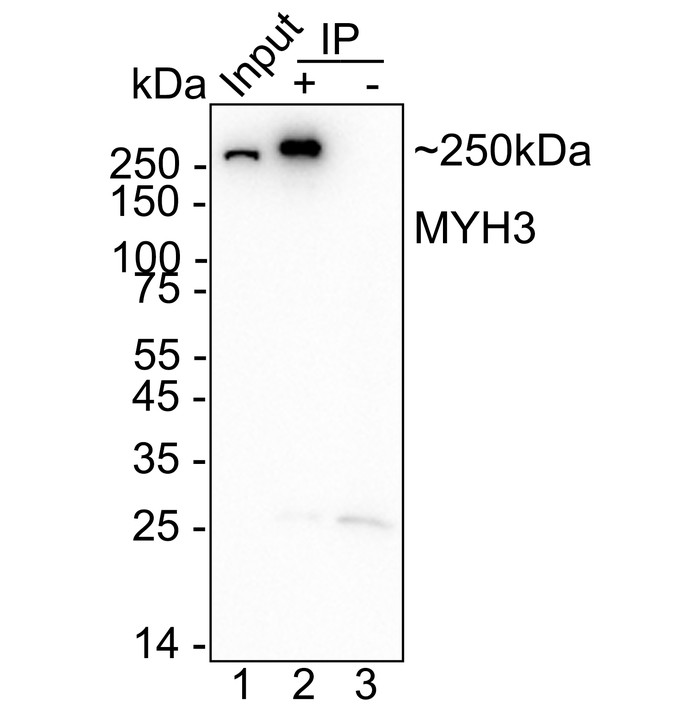 HA723975_9.jpg