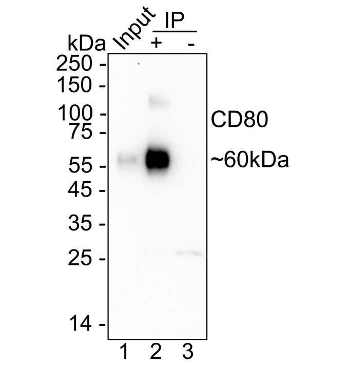 HA723976_5.jpg