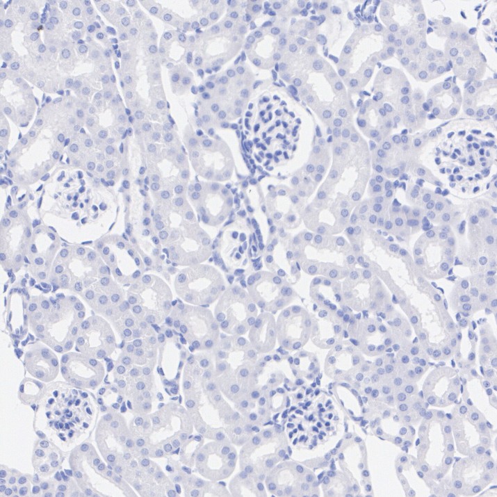 HA723977_10.jpg