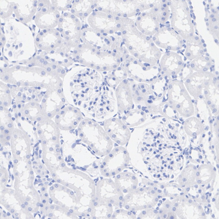 HA723977_14.jpg