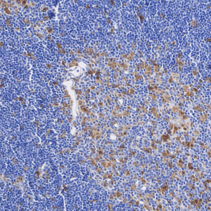 HA723978_4.jpg