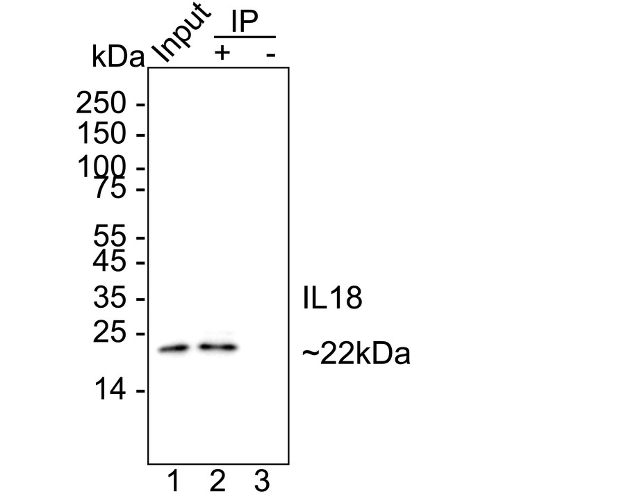 HA723978_5.jpg