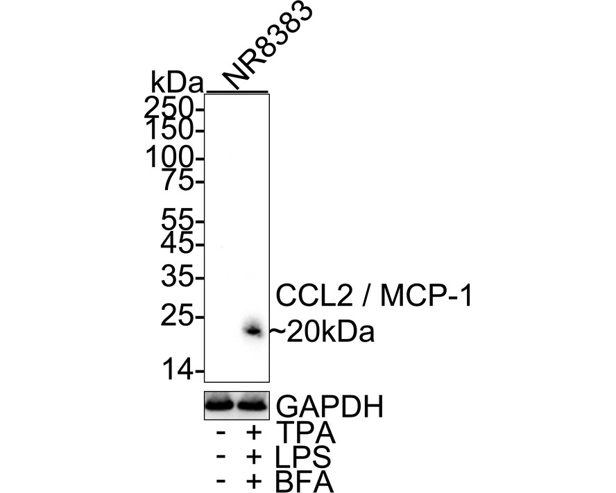 HA723979_2.jpg