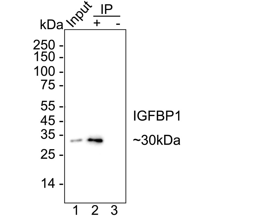 HA723981_4.jpg
