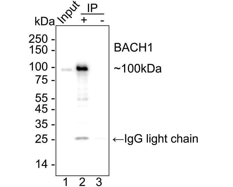 HA724005_3.jpg