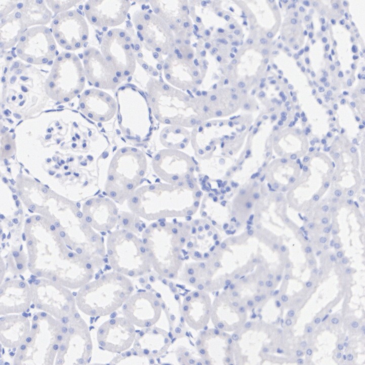 HA724010_11.jpg