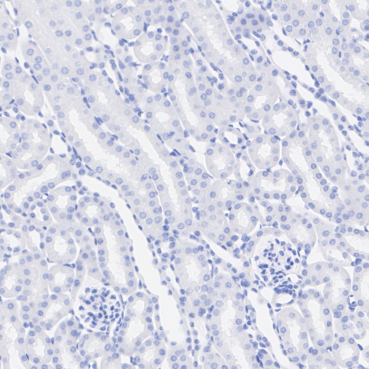 HA724010_9.jpg