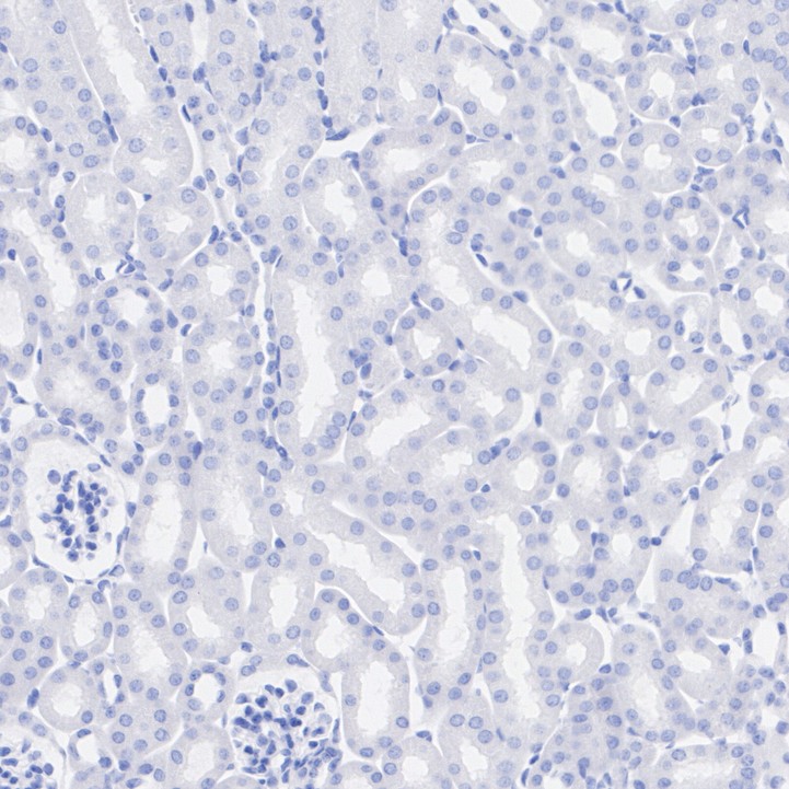 HA724011_4.jpg