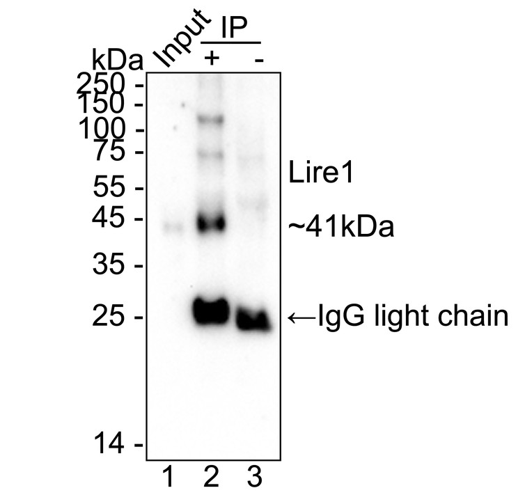 HA724035_5.jpg