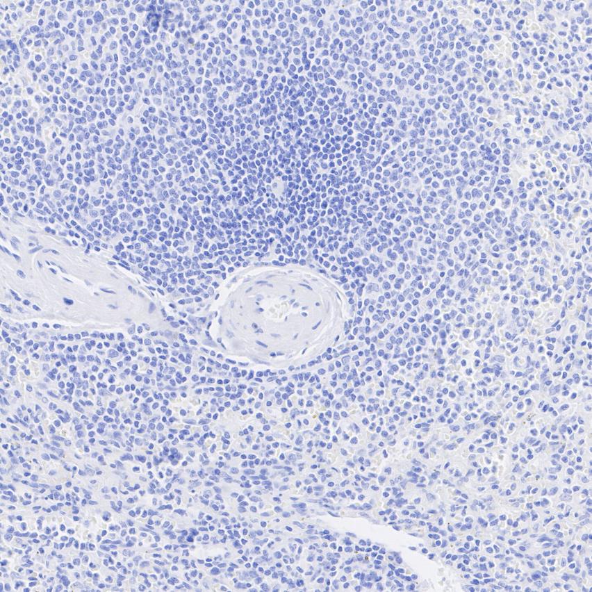 HA724038_5.jpg
