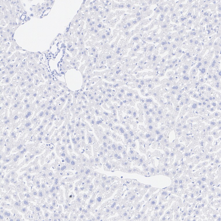 HA724050_4.jpg