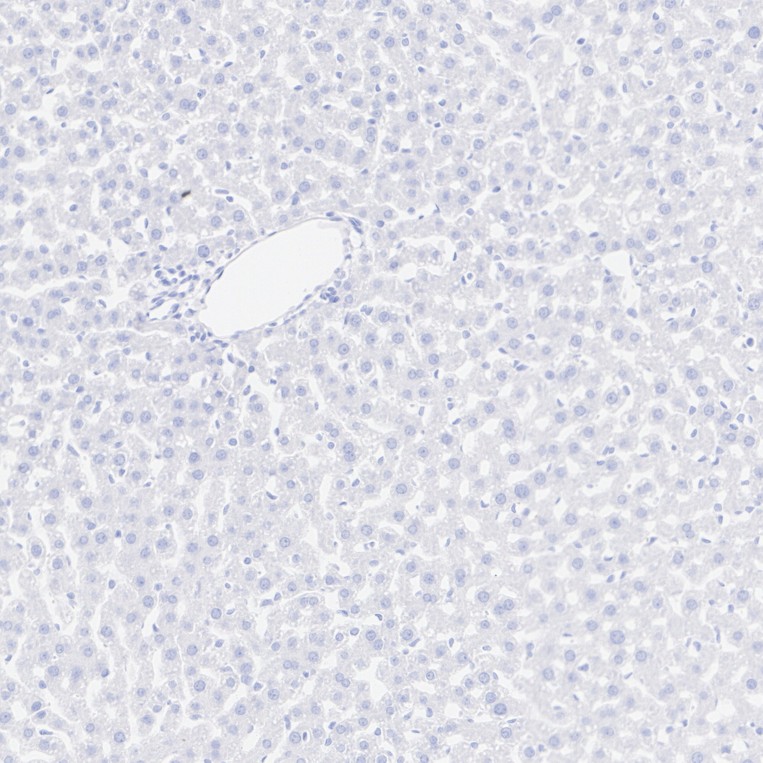 HA724050_6.jpg