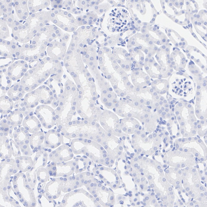 HA724065_5.jpg